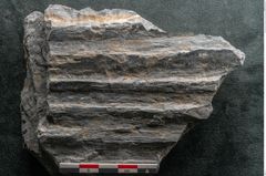 Foto (Detailansicht) von Syringodendron cyclostigma Brongniart (NHMW-GEO-2024-0188-11112)